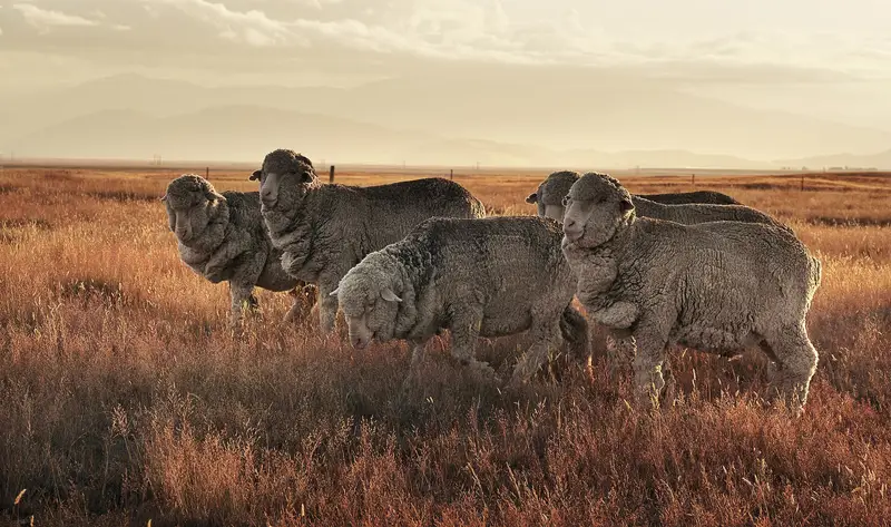 A small flock of merino sheep in dry golden grass