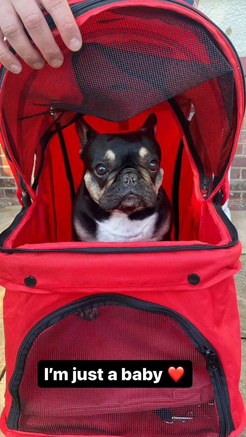 Coco as a young puppy, peeking out of a red pet stroller carrier.