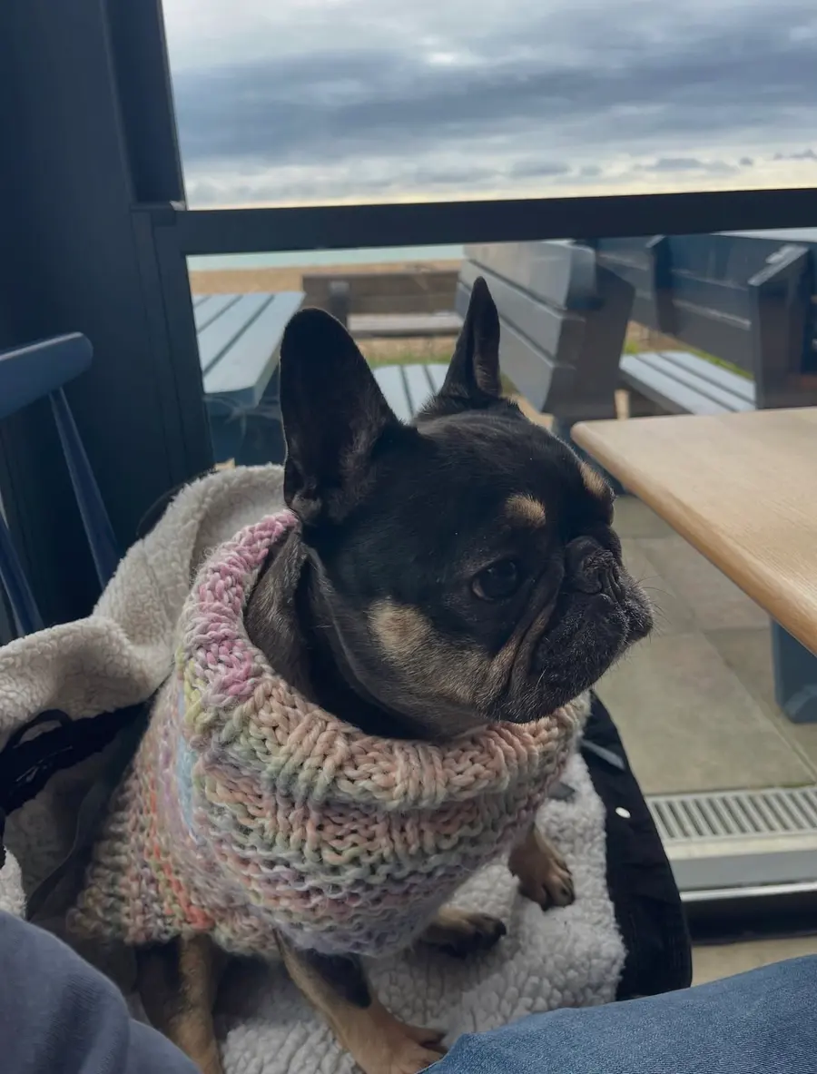 Coco, a black and tan French bulldog, wearing a pastel pink and lilac hand-knitted cowl, looking out over the sea front.