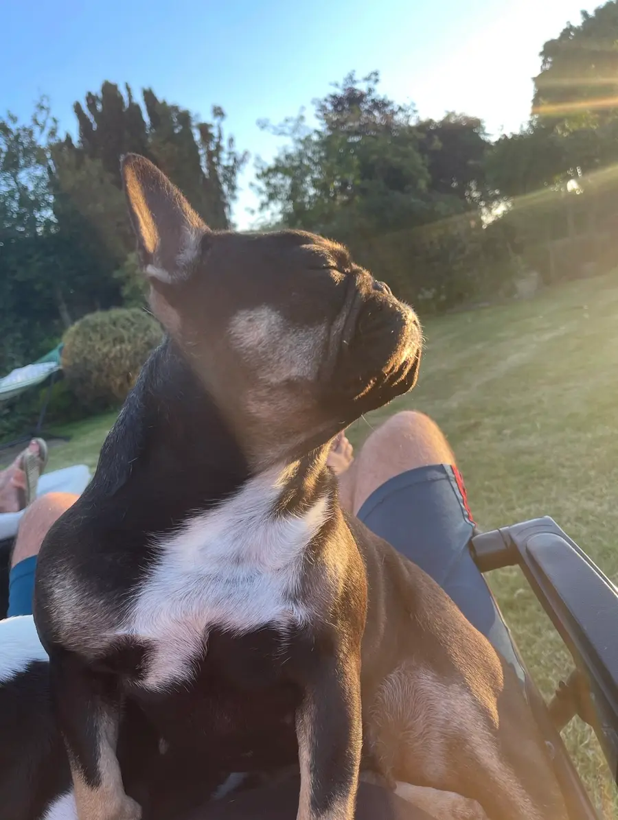 Coco looking up into the evening sun, resting against Paul in the garden.
