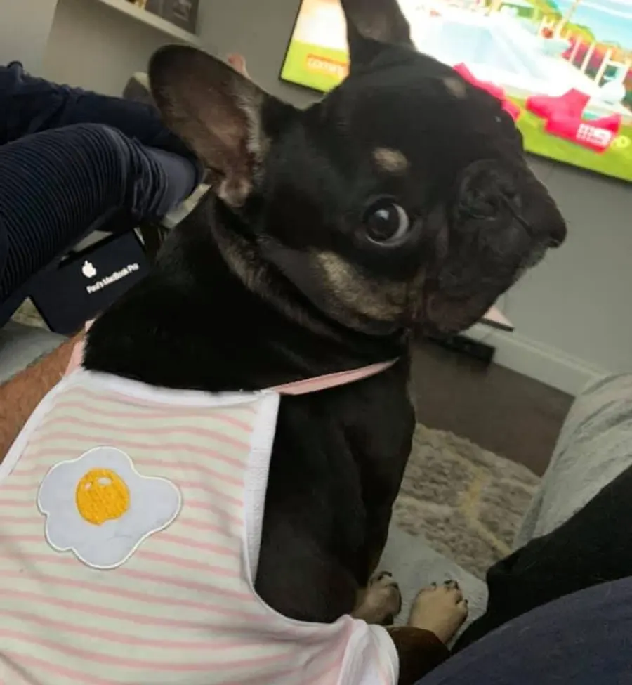 Coco as a young puppy, wearing a pink striped bib with a fried-egg patch.