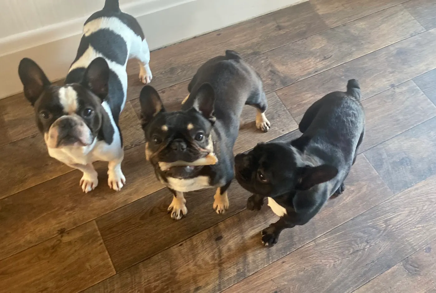 Rocco, Coco and Halo standing together on the wooden floor at home, one of them holding a treat.