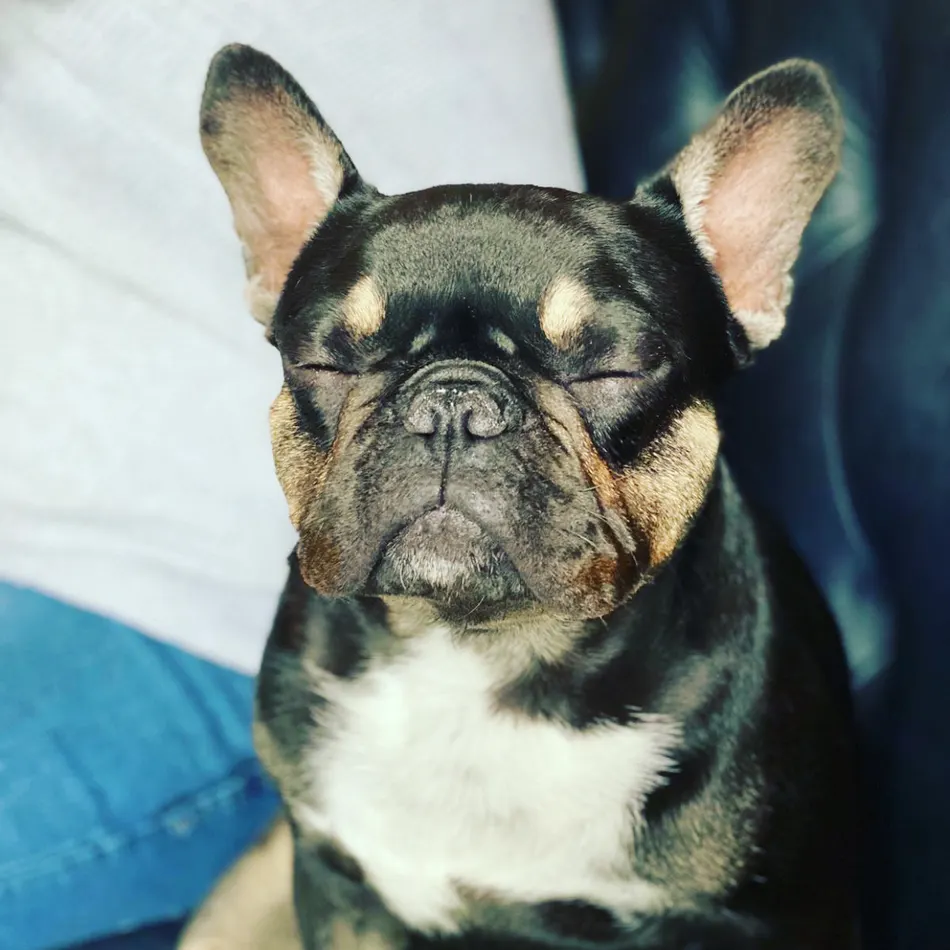 Coco resting with her eyes closed, close up.