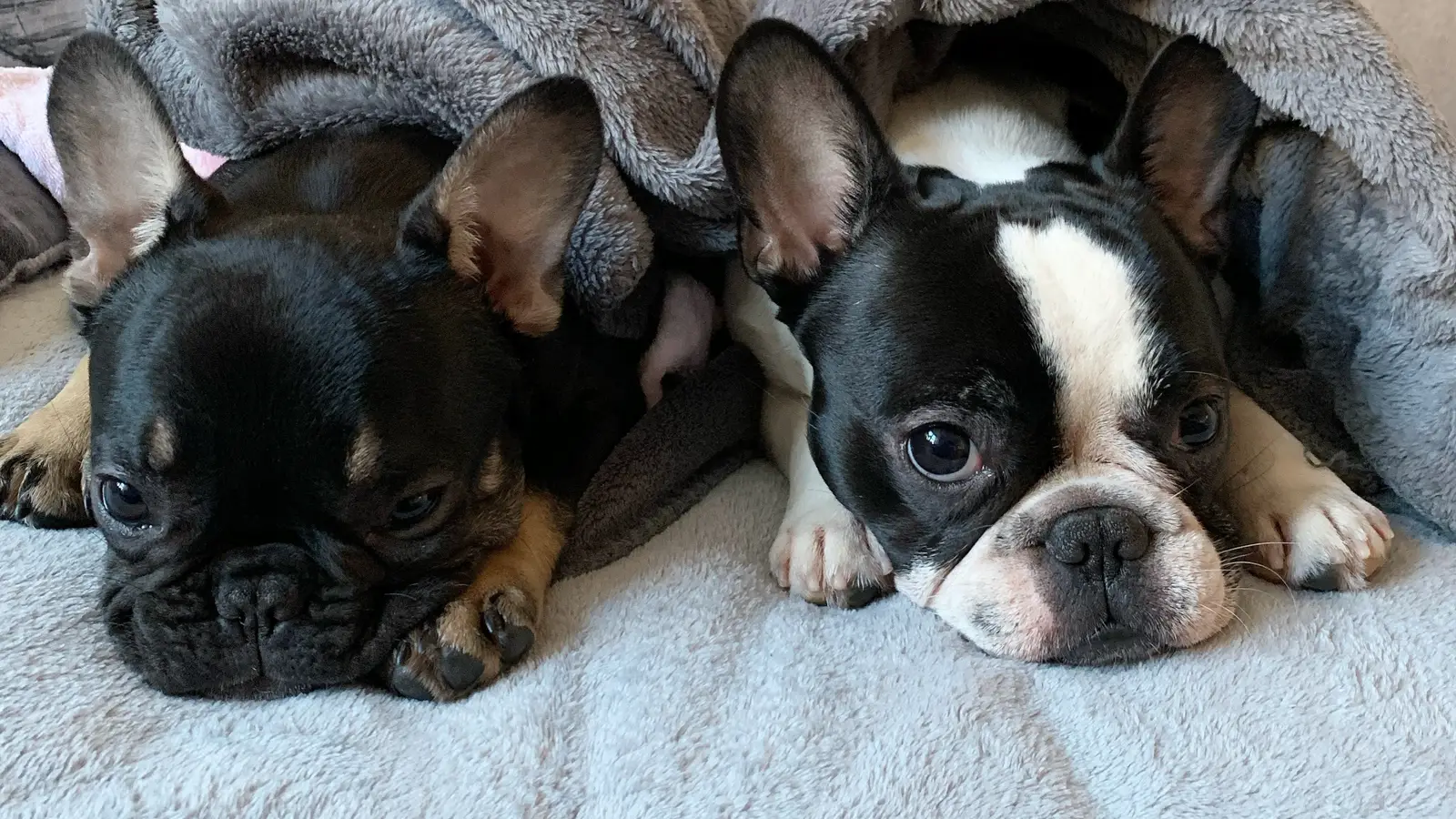 Coco and Rocco as puppies, snuggled together under a blanket.