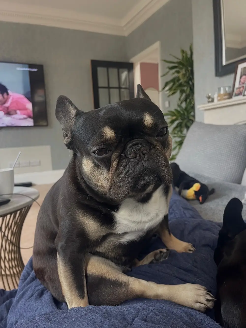 Coco sitting on a sofa cushion at home, looking towards the camera.