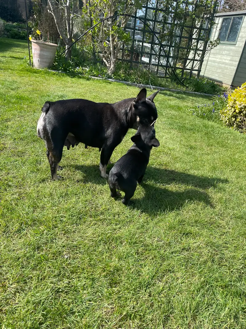 Coco, an adult French bulldog, touching noses with her puppy Halo in the garden.