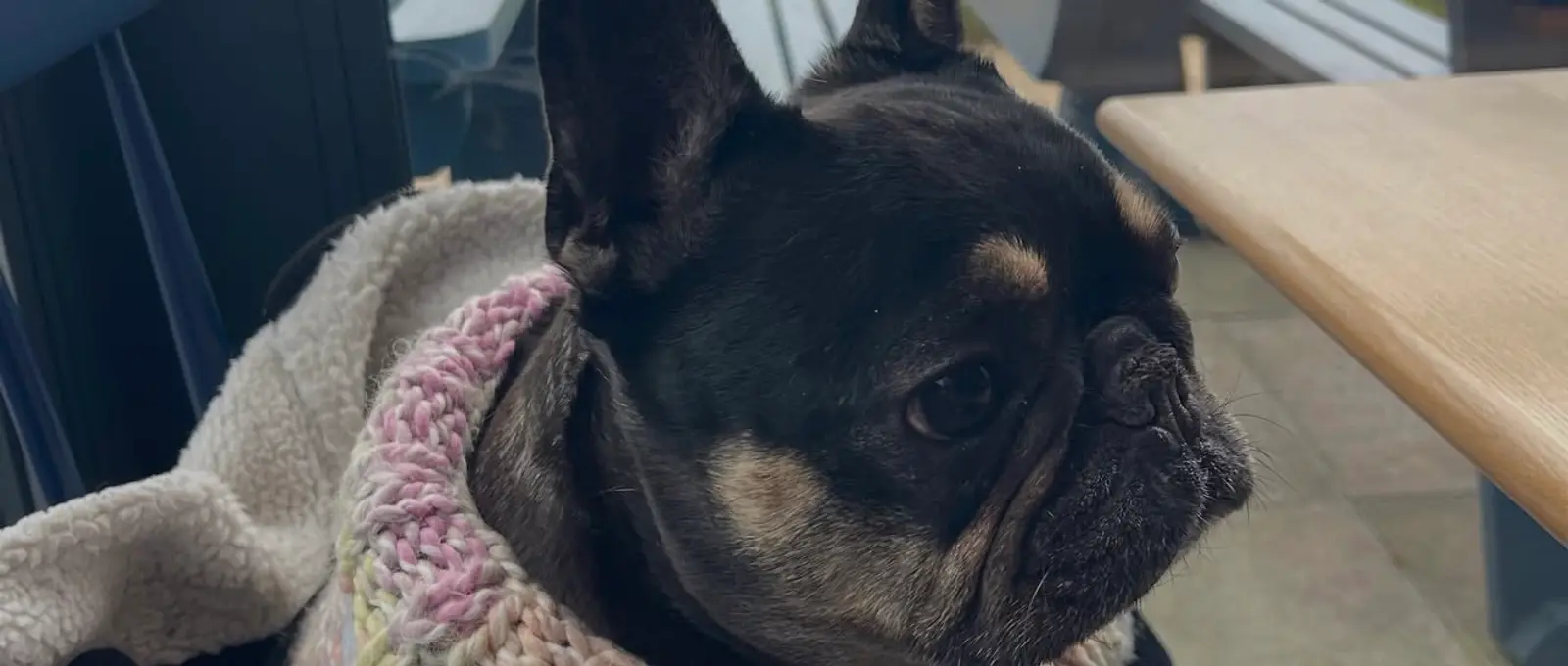 Coco, a black and tan French bulldog, wearing a pastel pink and lilac hand-knitted cowl, looking out over the sea front.